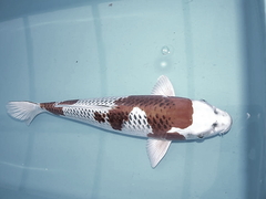 Killikus&reg; Fotographie